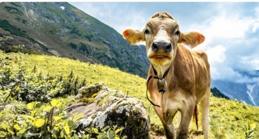 Ferienwohnung Weber Alpenveilchen ليتشبروك المظهر الخارجي الصورة